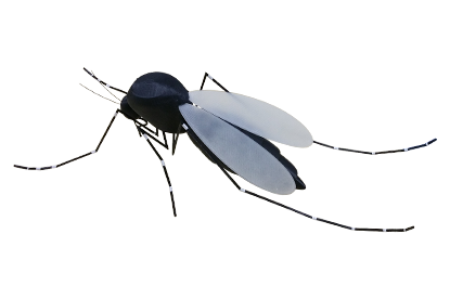 Mosquito Mosquito