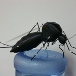 3D printed mosquito